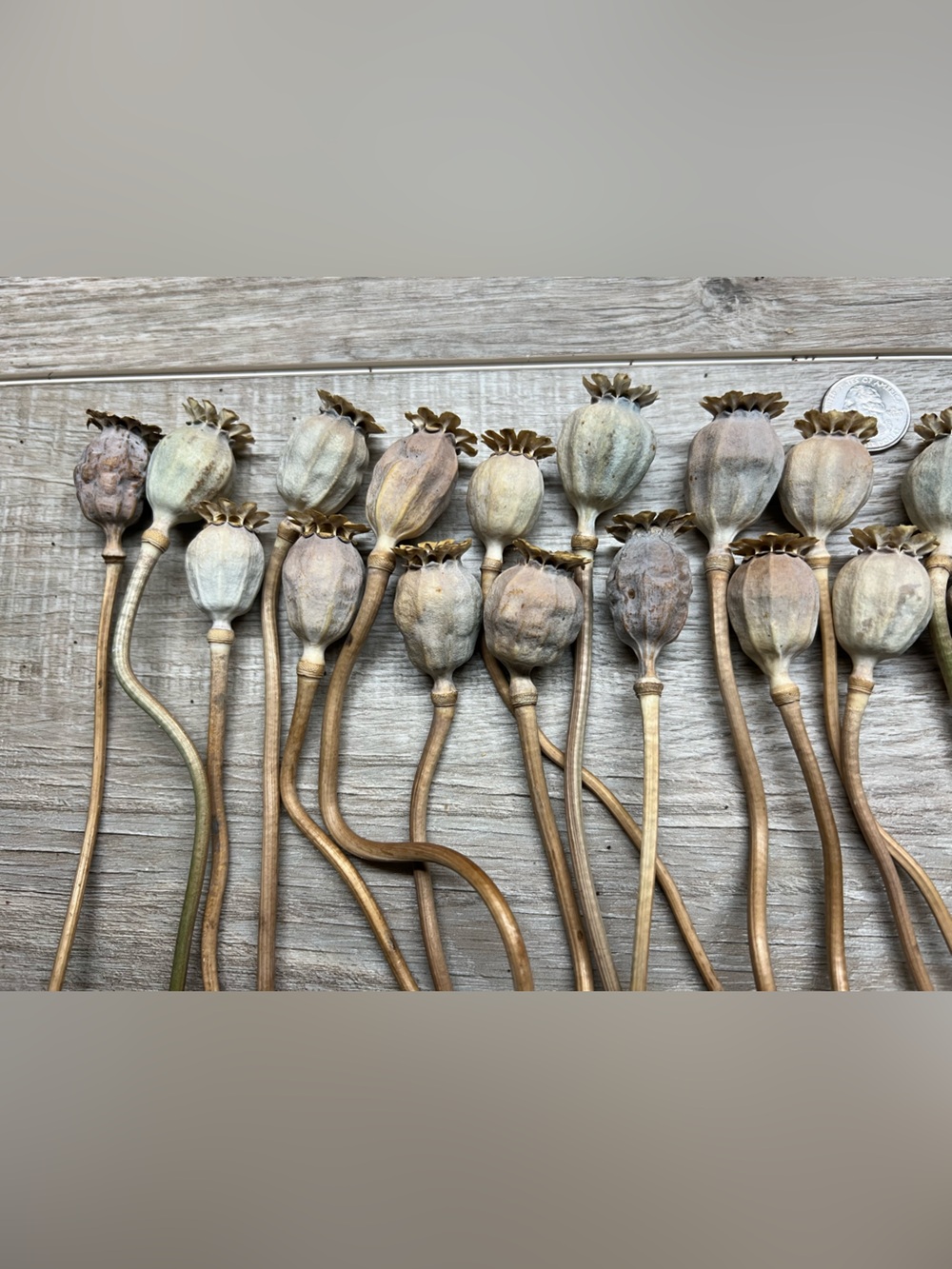 Dried Poppy Pods - 30 large Natural Brown and Cream Decorative Stems - Picture 2 of 3